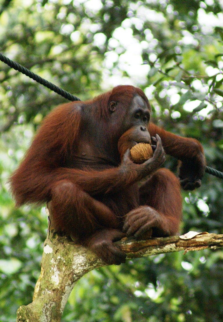 Orang-Utan im tropischen Regenwald von Borneo - bedrohte Tierart durch Palmölplantagen